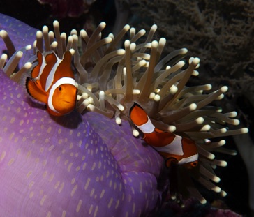 Cabbage Coral